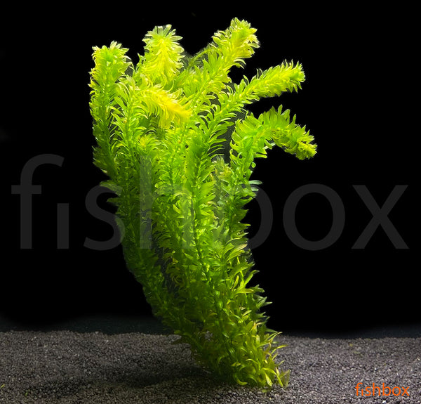 Egeria Canadensis - fishbox