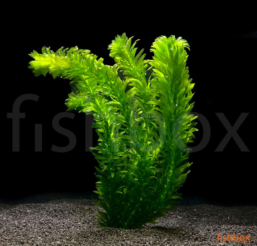Egeria densa - fishbox