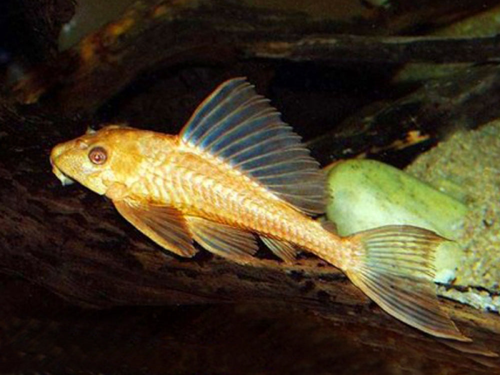 Pterygoplichthys.gibbiceps