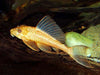 Pterygoplichthys.gibbiceps
