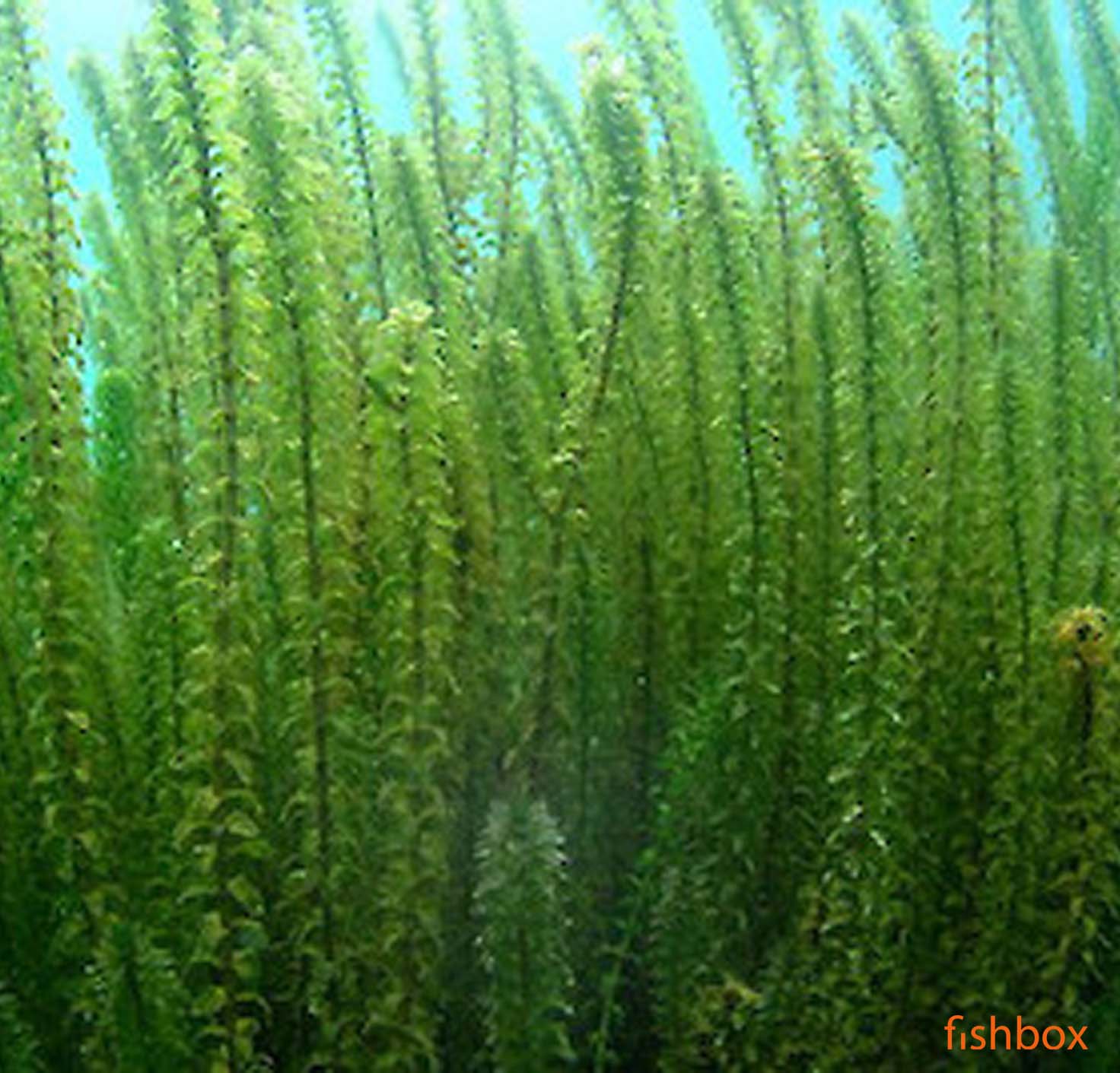 Elodea Canadensis