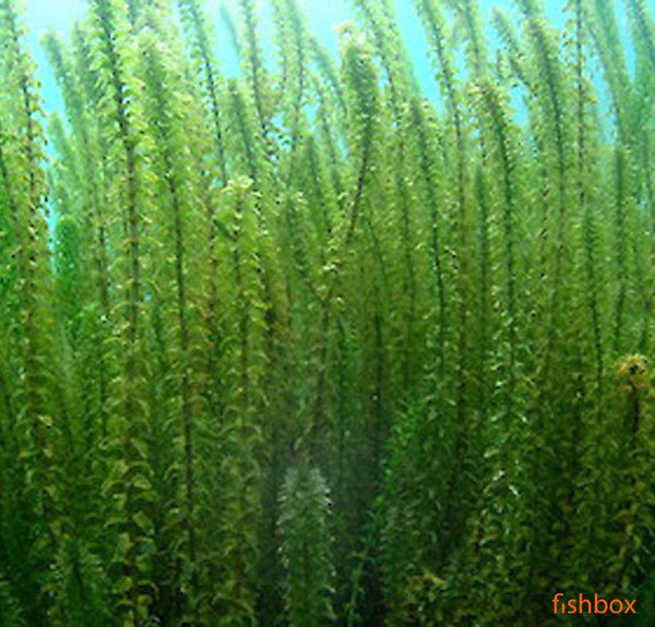 Elodea Canadensis