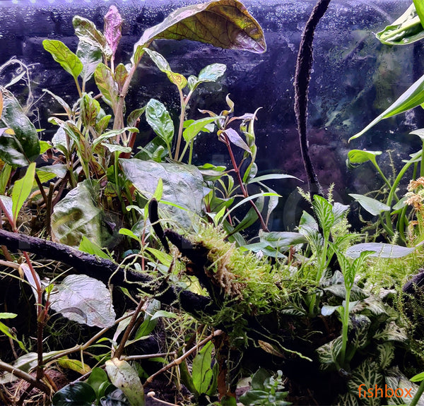 Epipedobates tricolor / anthonyi - fishbox