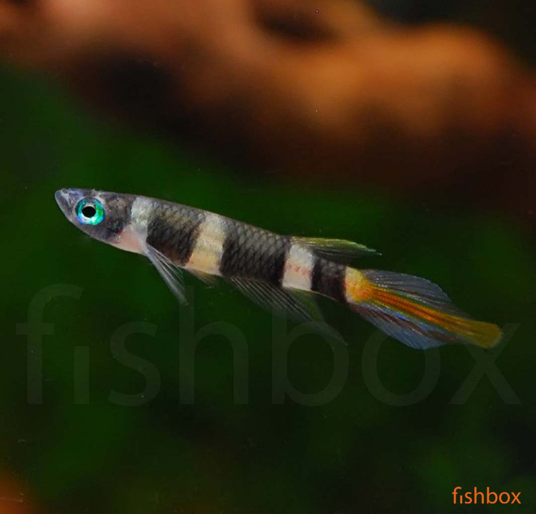 Epiplatys annulatus - obročkasti afriški ščukec / Clown Killifish  - fishbox