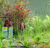 Eriocaulon polaris - fishbox