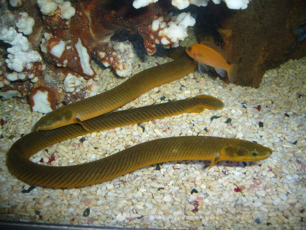 Erpetoichthys calabaricus - fishbox