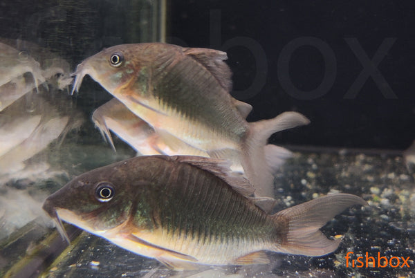 Corydoras splendens – smaragdni oklepni somič / Emerald Catfish - fishbox