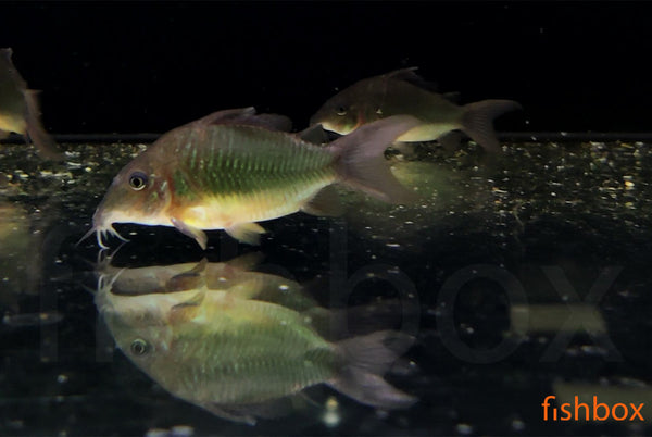 Corydoras splendens – smaragdni oklepni somič / Emerald Catfish - fishbox
