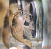 Atyopsis moluccensis - skalna pahljačarka / bamboo shrimp - fishbox