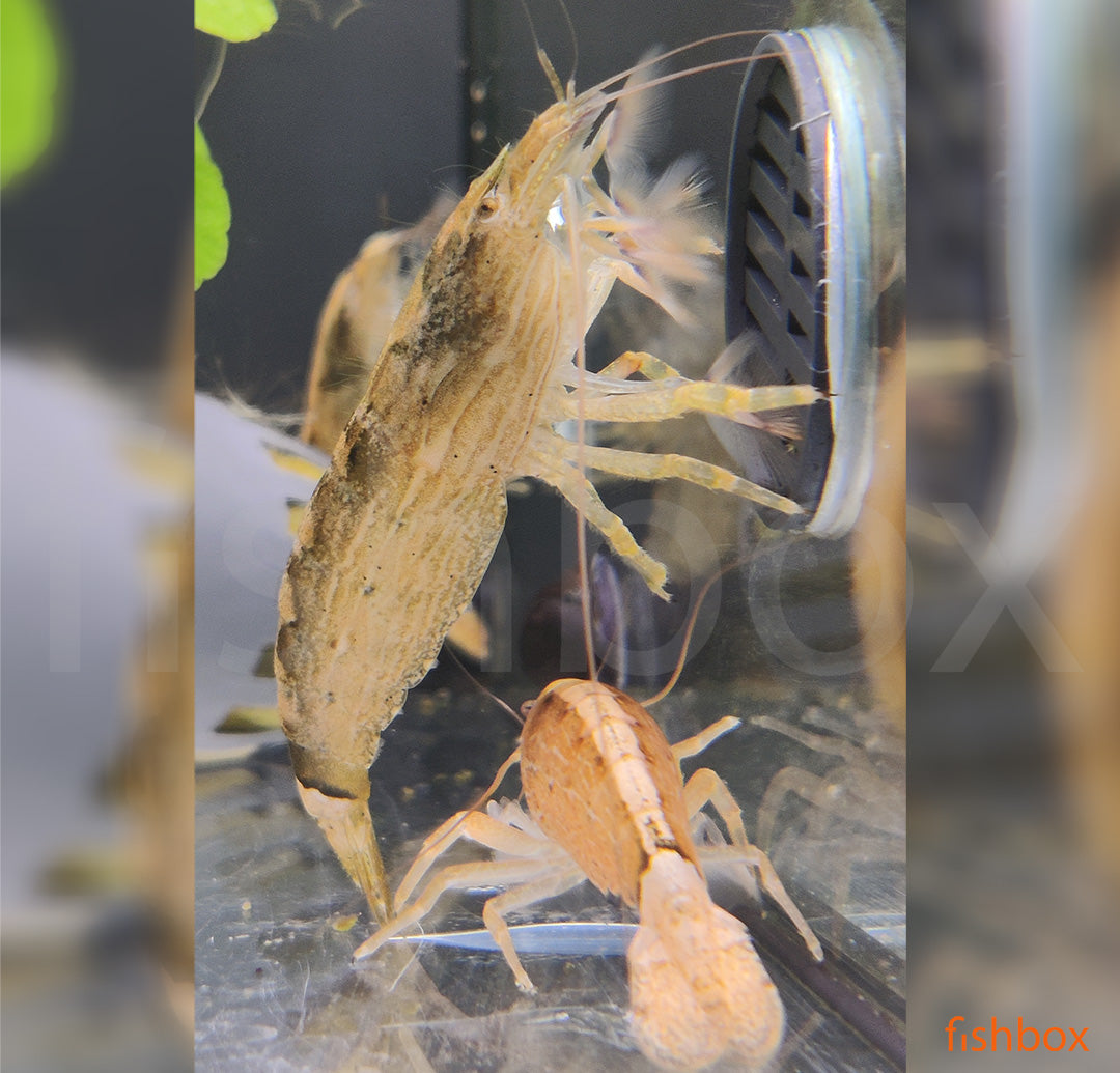 Atyopsis moluccensis - skalna pahljačarka / bamboo shrimp - fishbox