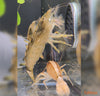 Atyopsis moluccensis - skalna pahljačarka / bamboo shrimp - fishbox