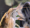 Atyopsis moluccensis - skalna pahljačarka / bamboo shrimp - fishbox