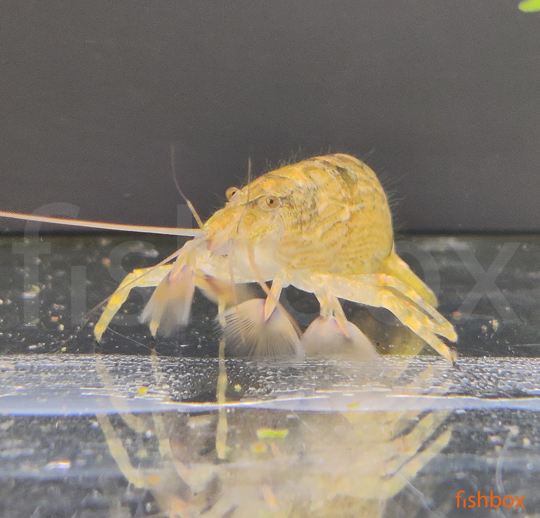 Atyopsis moluccensis - skalna pahljačarka / bamboo shrimp - fishbox