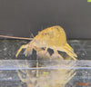 Atyopsis moluccensis - skalna pahljačarka / bamboo shrimp - fishbox