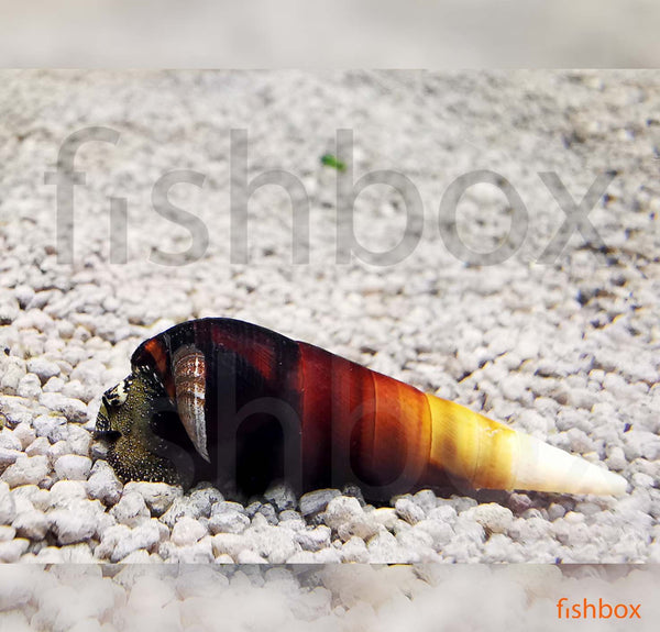 Faunus ater / Cappuccino Snail - fishbox