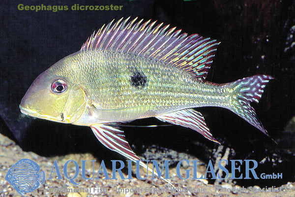 Geophagus dicrozoster - fishbox