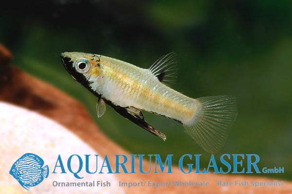 Girardinus metallicus - Metallic Livebearer - fishbox