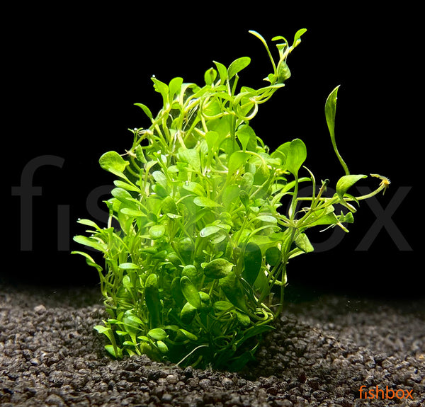 Glossostigma elatinoides - fishbox