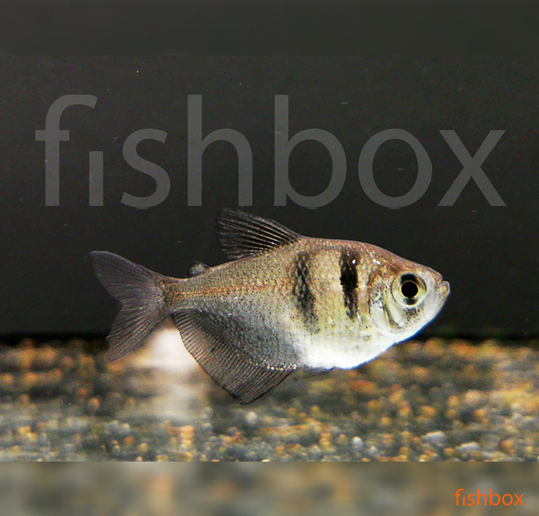 Gymnocorymbus ternetzi - fishbox