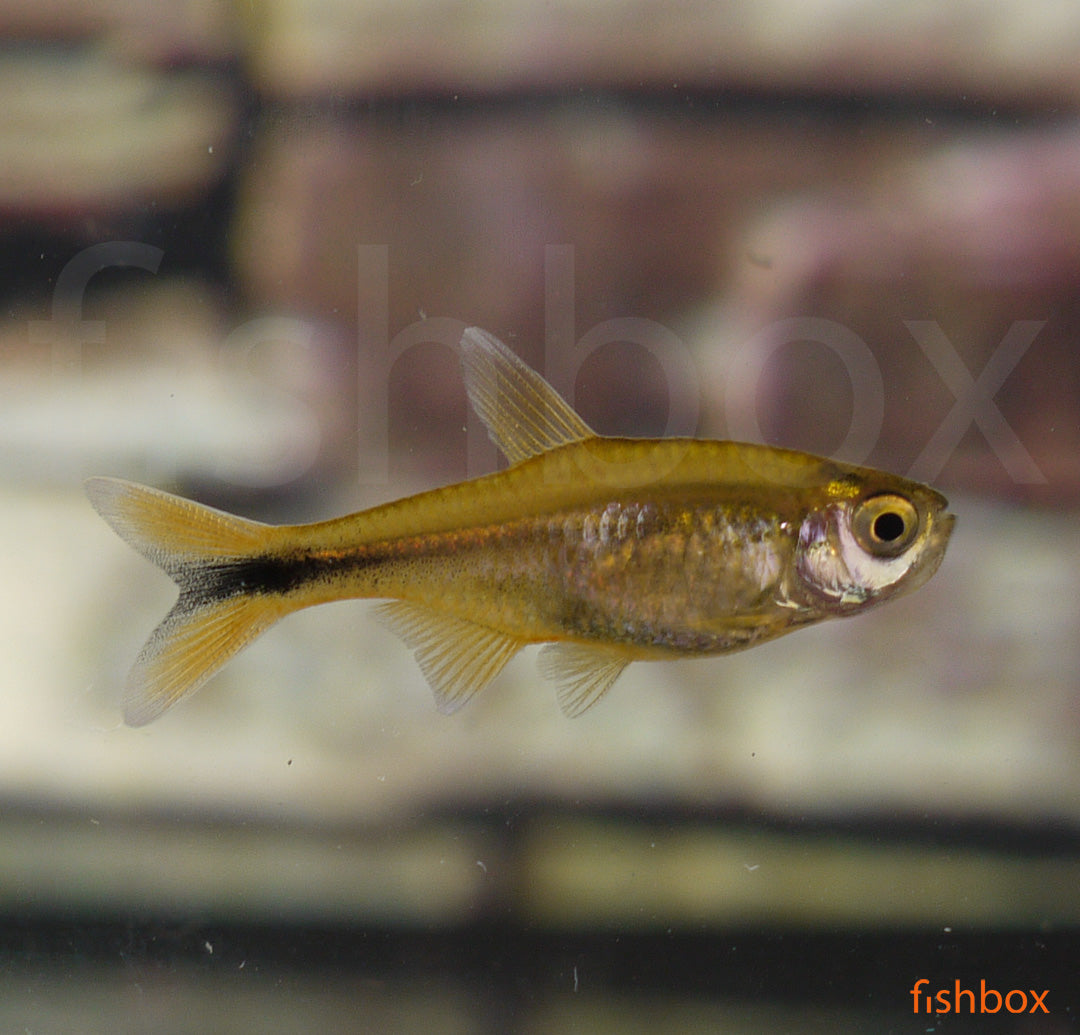 Hasemania nana – bakrena tetra / Silvertip Tetra - fishbox