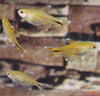 Hasemania nana – bakrena tetra / Silvertip Tetra - fishbox