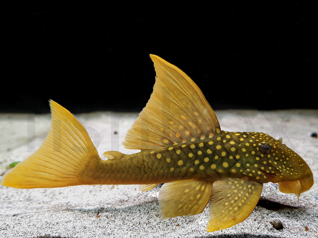 L200a Baryancistrus demantoides - fishbox