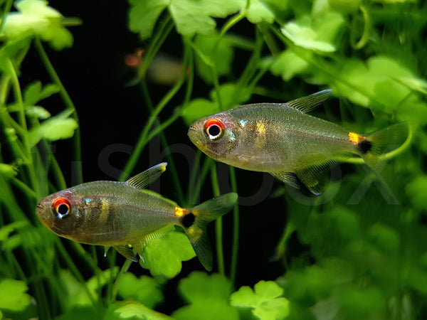 Hemigrammus ocellifer - fishbox