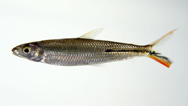 Hemiodopsis gracilis - fishbox