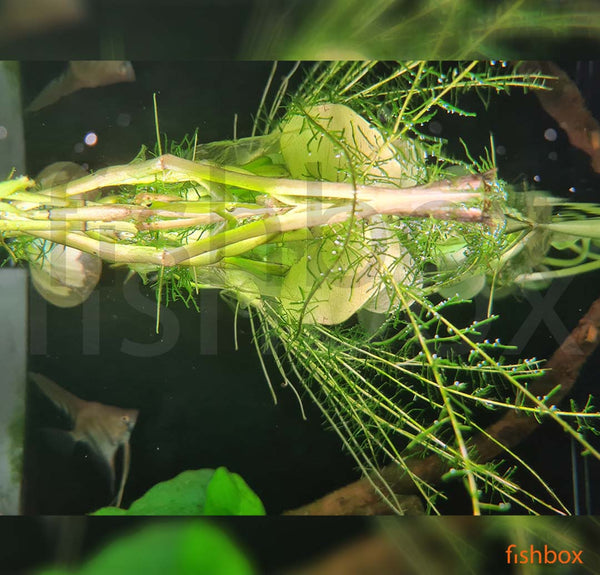 Heteranthera reniformis - fishbox