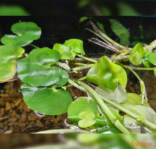 Heteranthera reniformis - fishbox