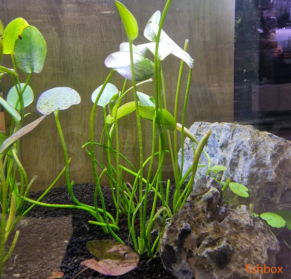 Hydrocleys nymphoides - fishbox