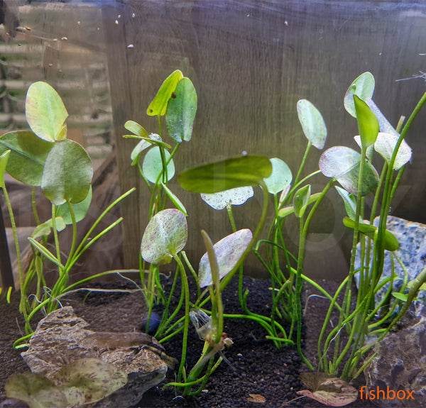 Hydrocleys nymphoides - fishbox