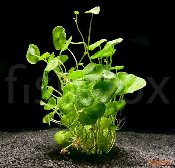 Hydrocotyle verticillata - fishbox