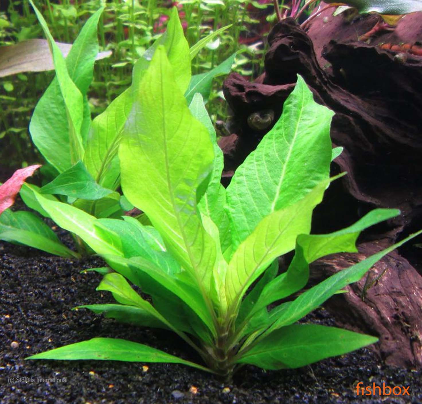 Hygrophila corymbosa Compact