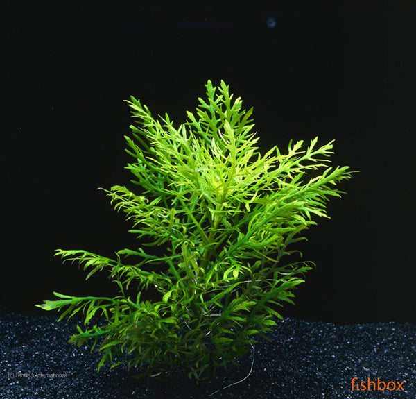 Hygrophila difformis - fishbox