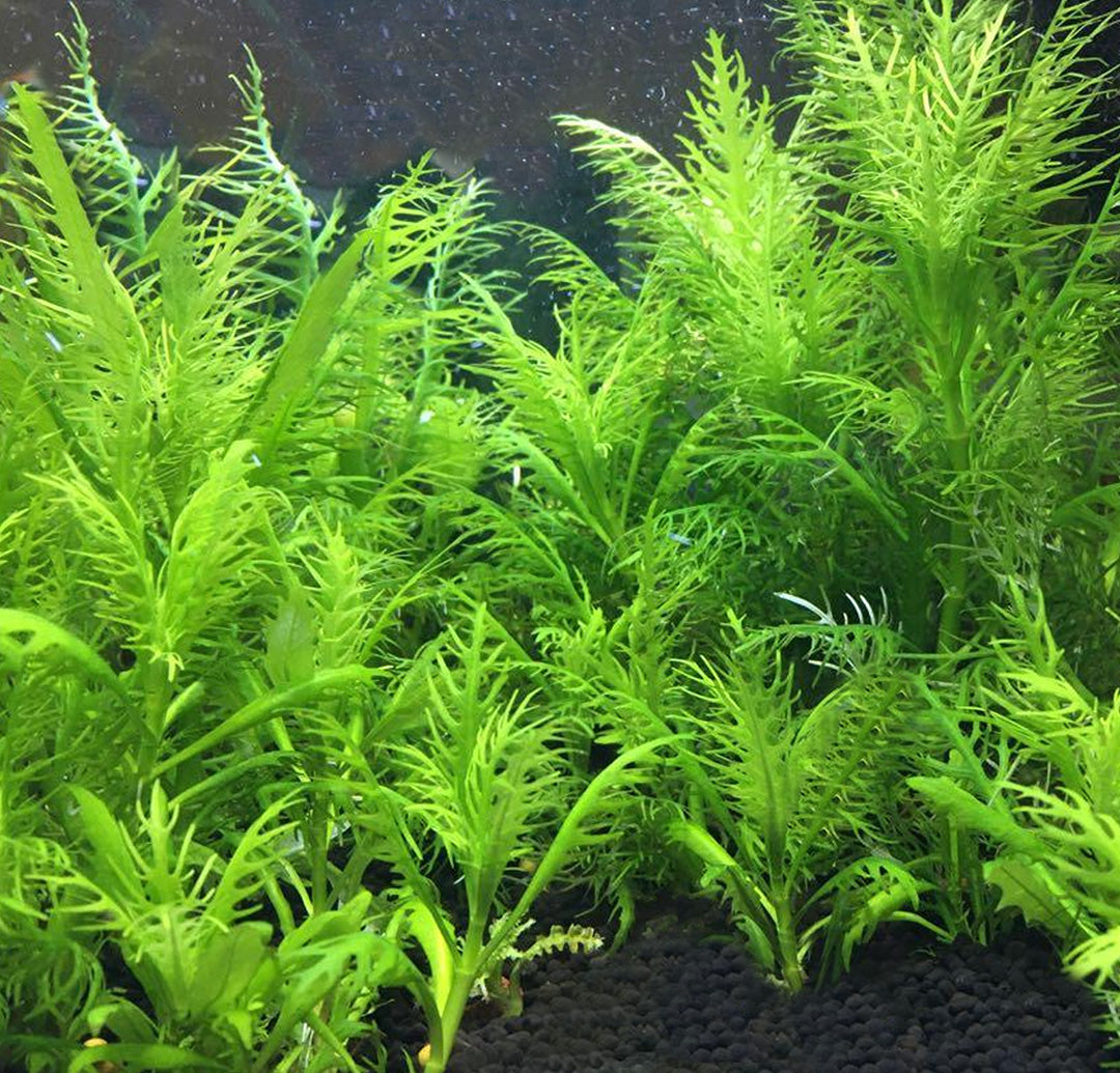 Hygrophila balsamica