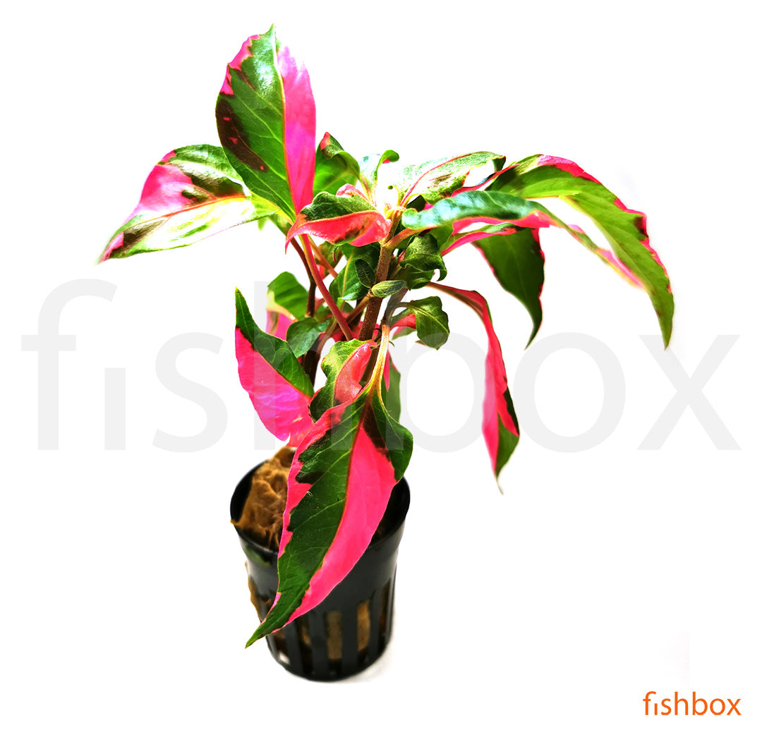 Hygrophila corymbosa 'Pink' - fishbox