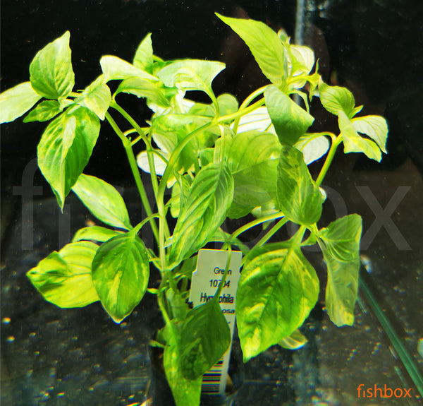 Hygrophila corymbosa Variegata - fishbox
