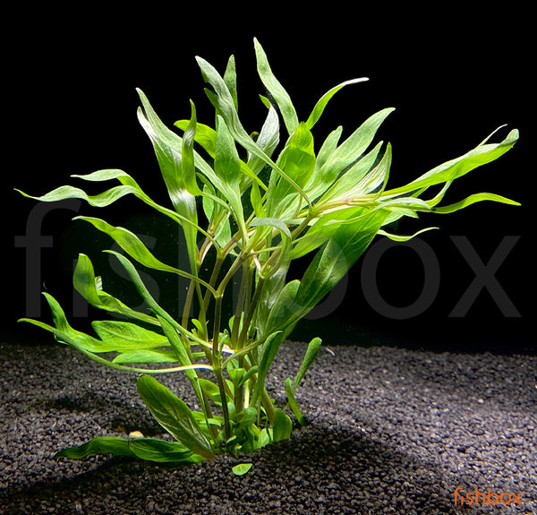 Hygrophila salicifolia - fishbox