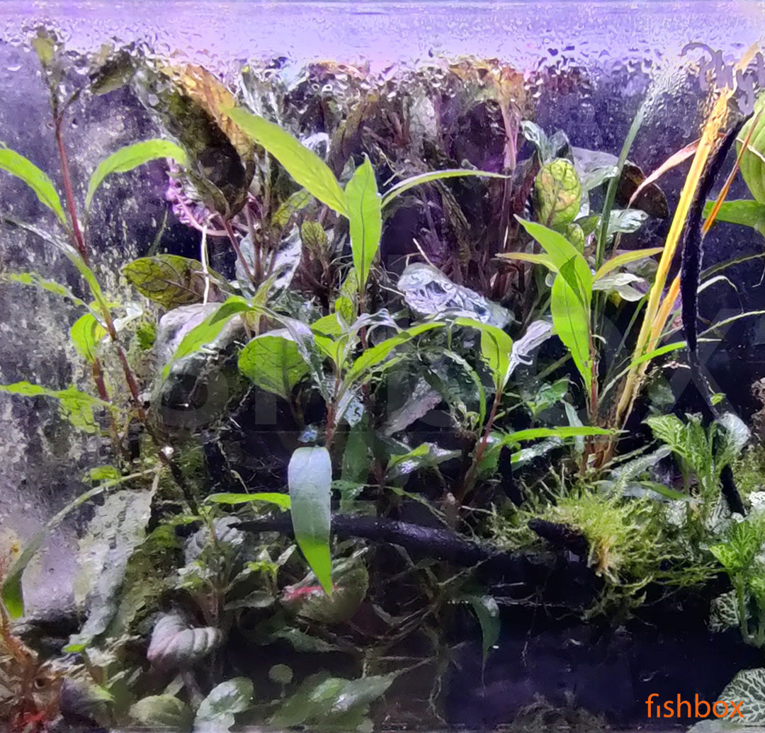 Hygrophila salicifolia v terariju - fishbox