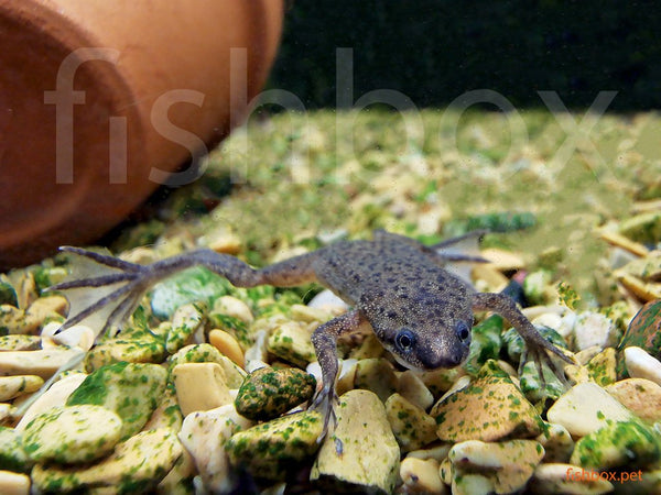 Mala krempljarka - Hymenochirus boettgeri - fishbox