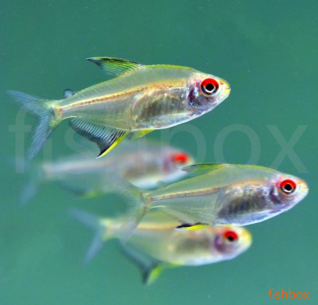 Hyphessobrycon pulchripinnis – citronasta tetra / Lemon Tetra - fishbox