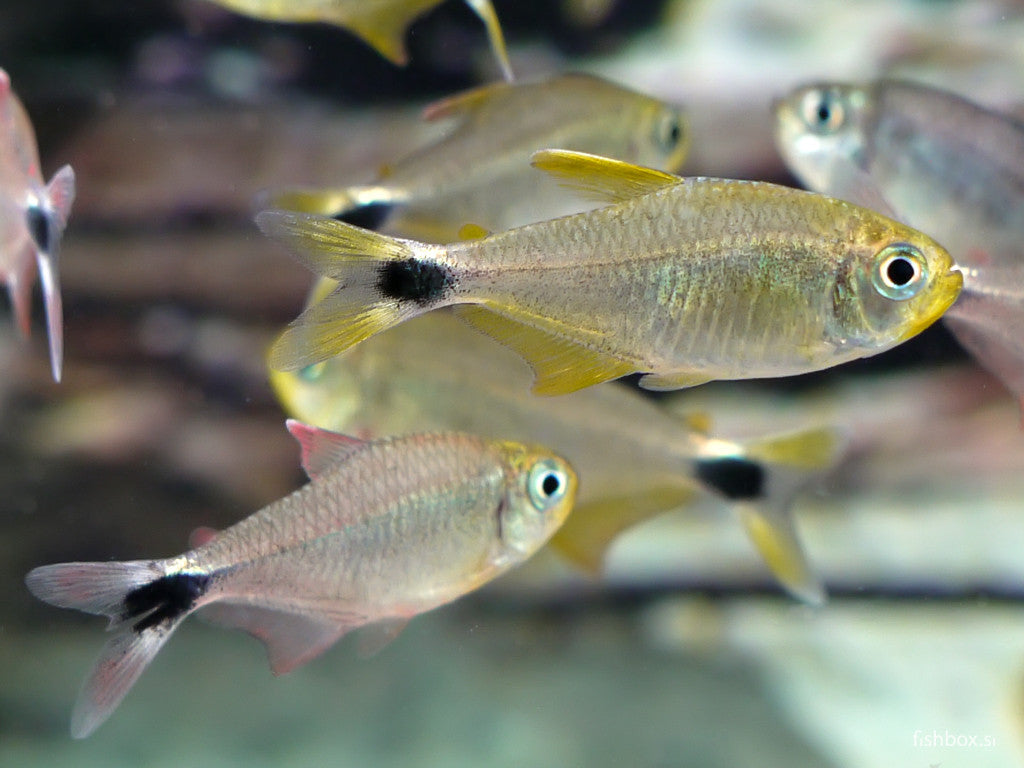 Hyphessobrycon robustulus (Cope, 1870) - fishbox