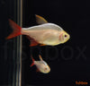 Hyphessobrycon columbianus –  kolumbijska tetra / Colombian Tetra GOLD - fishbox