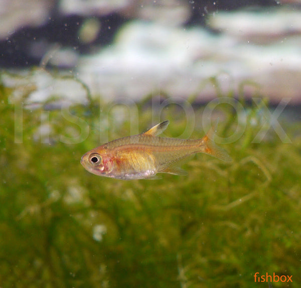 Hyphessobrycon amandae – pritlikava rdeča tetra  - fishbox