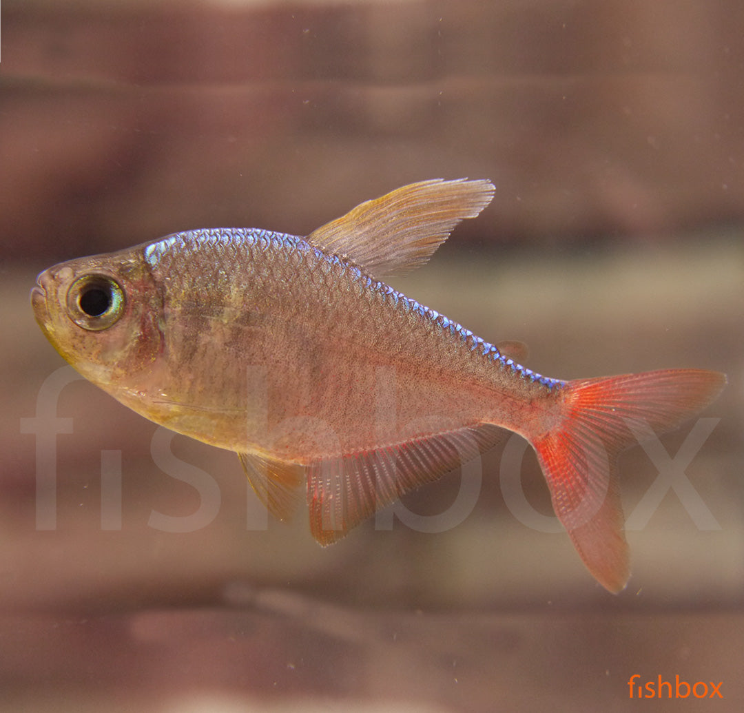 Hyphessobrycon columbianus –  kolumbijska tetra - fishbox