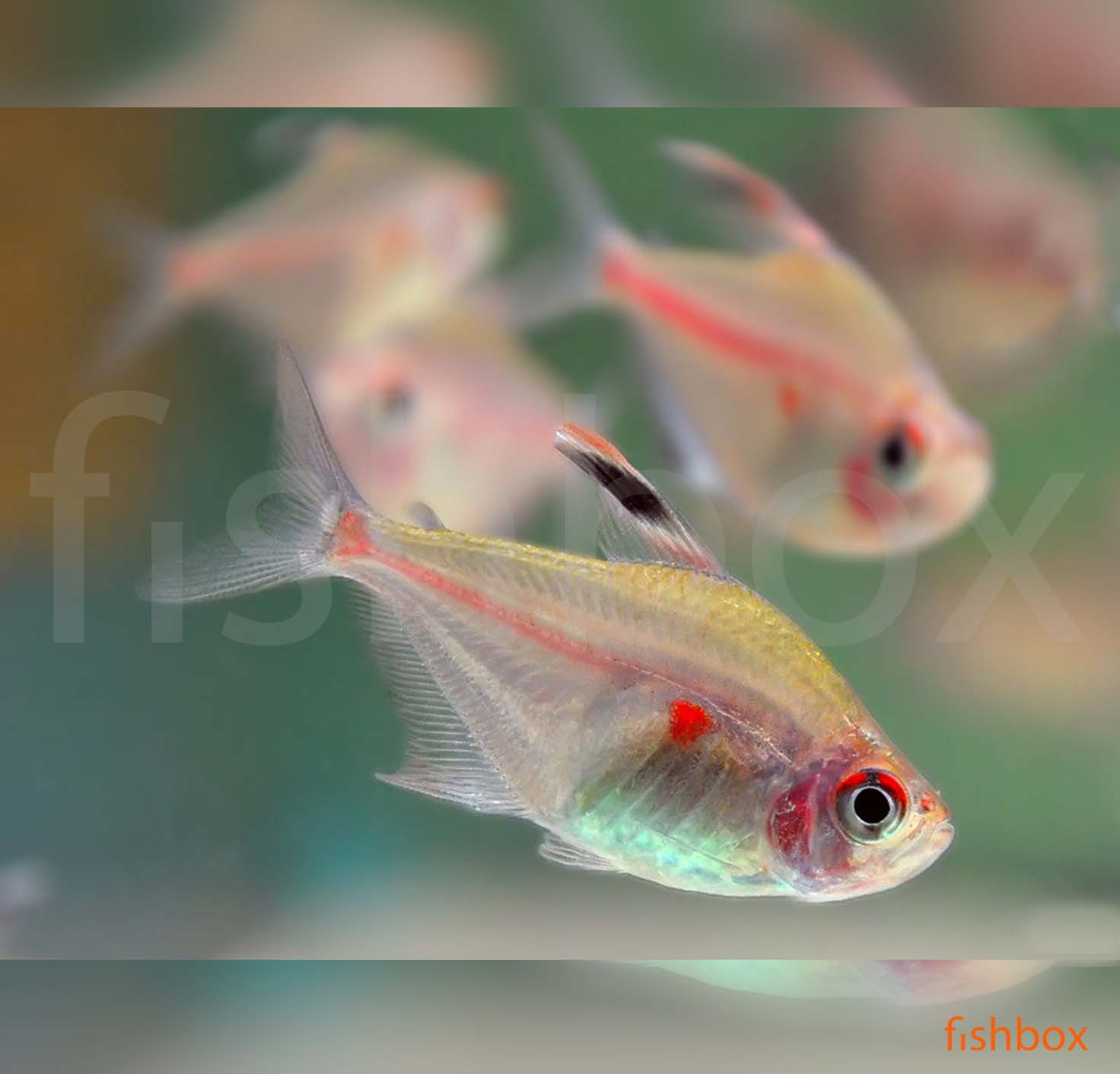 Hyphessobrycon erythrostigma / Bleeding Heart Tetra - fishbox