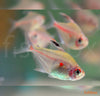 Hyphessobrycon erythrostigma / Bleeding Heart Tetra - fishbox