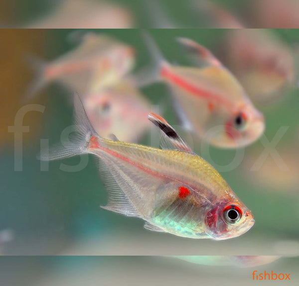 Hyphessobrycon erythrostigma / Bleeding Heart Tetra - fishbox