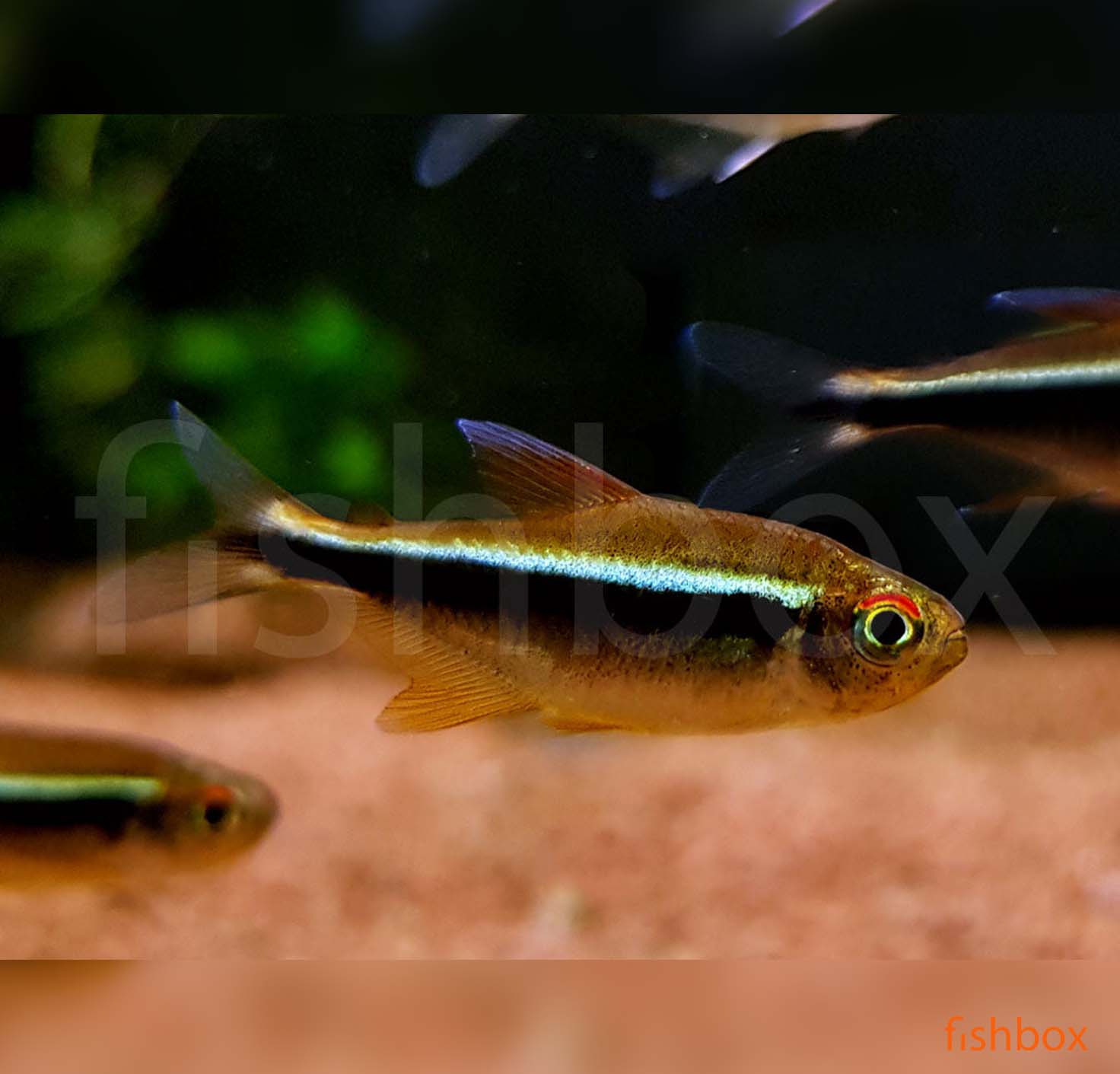 Hyphessobrycon herbertaxelrodi – črna neonka / Black Neon Tetra - fishbox